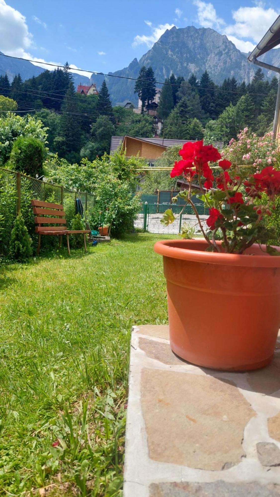 Casa Tex Βίλα Buşteni Εξωτερικό φωτογραφία